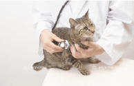 保護猫の診察イメージ画像