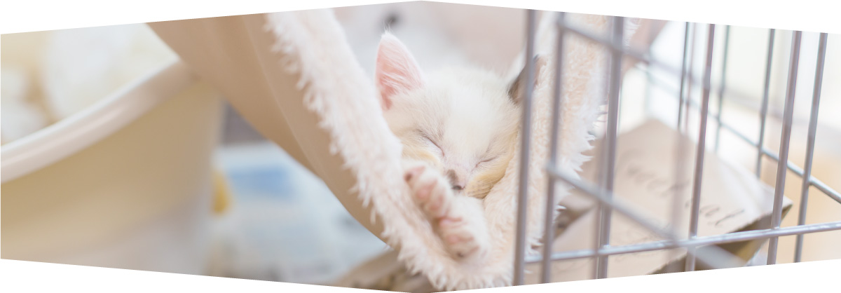 保護猫の飼育支援・相談イメージ画像