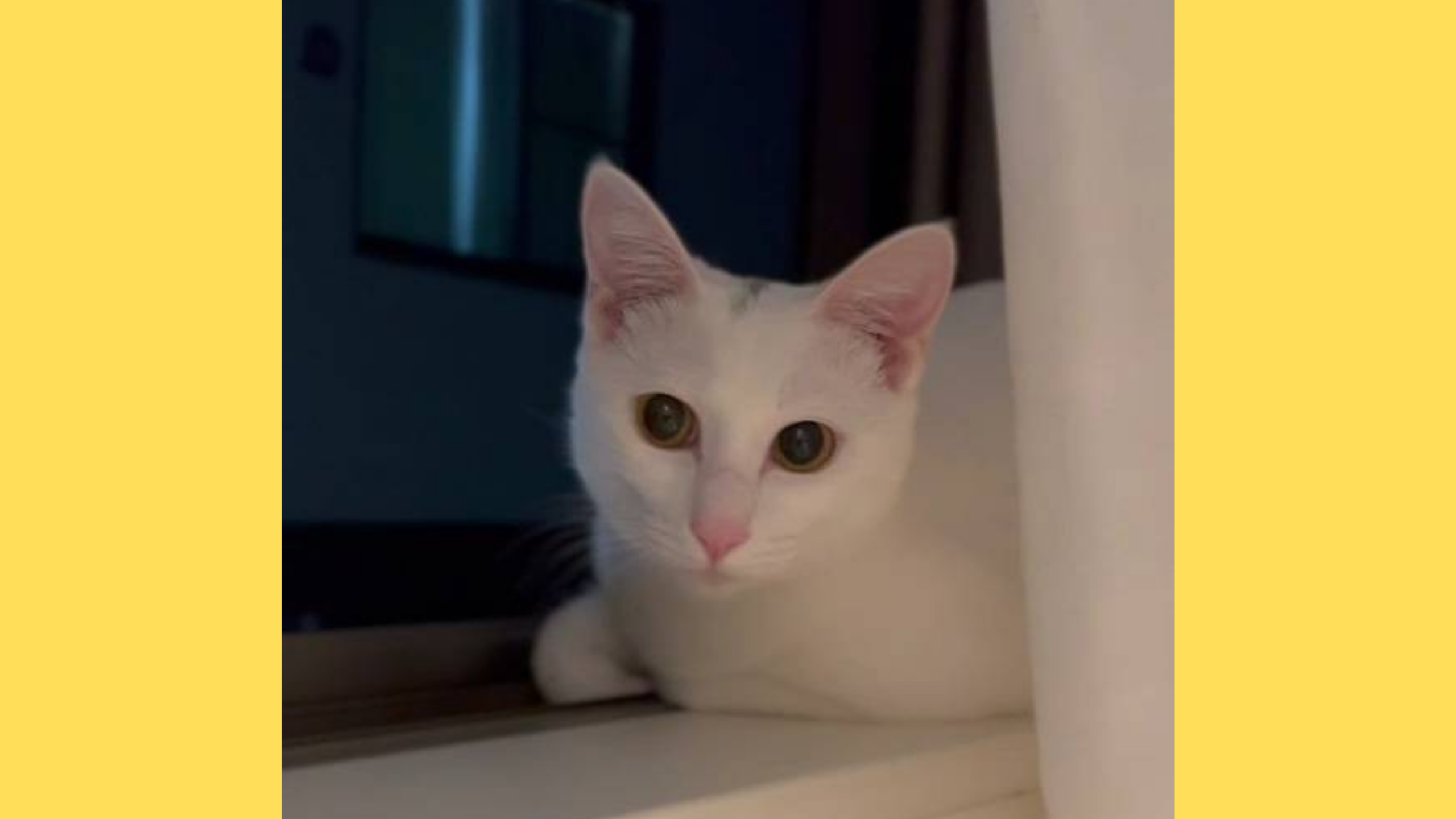 大人しい性格の白猫ちゃん 一般社団法人こちねこ 大人しい性格の白猫ちゃん 一般社団法人こちねこ